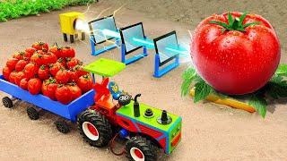 Diy tractor making Grow up Giant Tomato project  diy mini tractor transporting agricultural