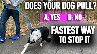 How to Stop Pulling Don’t Fall for the Leash Training Lie