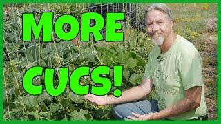 How to Grow MORE Cucumbers Expert Tips