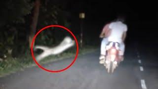 6 Tiger Encounters You Shouldnt Click On