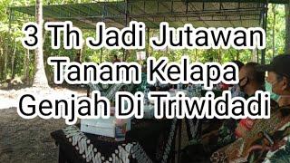 Kabar Hari ini Tanam Kelapa Genjah 3 Th Jadi Jutawan