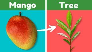 Easily Grow a Mango Tree From a Store-Bought Mango