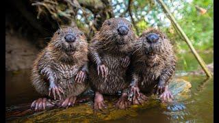 Robotic Spy Beaver Makes Friends With Beaver Family & Little Muskrat too