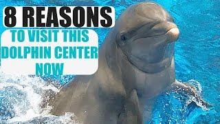 8 REASONS TO EXPLORE MARINELAND DOLPHIN ADVENTURE IN FLORIDA RIGHT AWAY  THE HOW-TO GURU