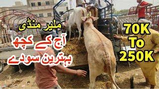 Malir Mandi Ki Aj K Kuch Behtareen Soday  Malir Cow Mandi 2022