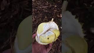 Panen Durian Montong langsung di kebun #durian #durianmontong #kebun