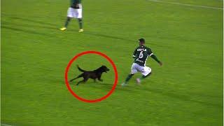 Los MOMENTOS más GRACIOSOS del Fútbol  PERROS en la Cancha