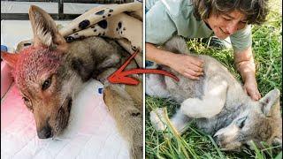 Boys rescued a wounded she-wolf and then the unbelievable happened