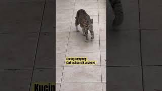 Indukan kucing cari makan untuk anaknya #shorts