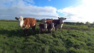 Hereford Cows and Calves out to Grass