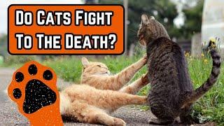 Can Cats Kill Each Other In A Fight?