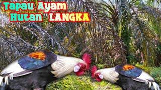 WOW..MIKAT AYAM HUTAN DAPAT AYAM HUTAN JALAK