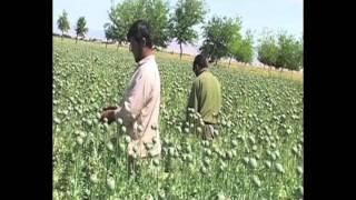 The Afghan Saffron Farmers