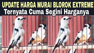 UPDATE HARGA BURUNG MURAI BATU BLOROK EXTREME TERBARU 2024 DI PASAR BURUNG PRAMUKA HARI INI