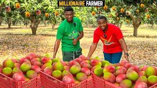 How He Makes Over GHS1000000$74731.59 From His 100 Acre Mango Plantation in Ghana #mango #farm