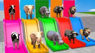 Choose The Right Wall with Long Slide Elephant Cow Lion Gorilla Dinosaur Wild Animals Cage Game