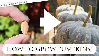 HOW TO GROW PUMPKINS  Complete Process Start to Harvest