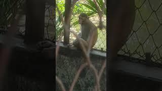 বানর বসে বসে ঘুমাচ্ছে   #viral #monkey