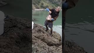Handline Rock Fishing Mayhem