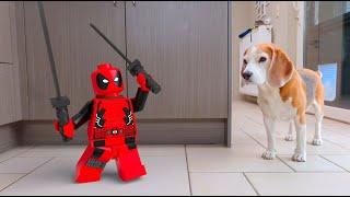 Animations in REAL LIFE vs PUPPY  LEGO GUY