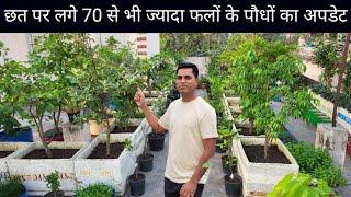 Terrace Fruit Garden Update Hamari Bagiya  Best Grafted Fruit Plants For Terrace Garden