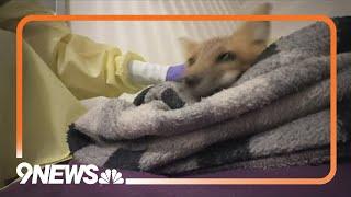 Red fox survives after being shot through neck with arrow