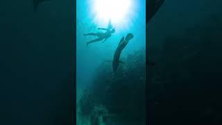 Snorkelling the Great Barrier Reef 