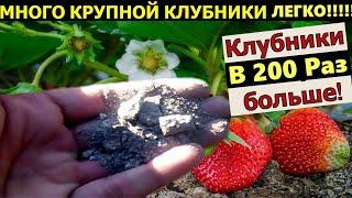 УВЕЛИЧИЛ УРОЖАЙ КЛУБНИКИ В 200 РАЗ. Полейте клубнику этим.