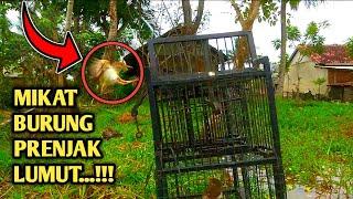 cara ampuh mikat prenjak lumut menggunakan kandang pikatjebakan burung prenjak_easy bird trap