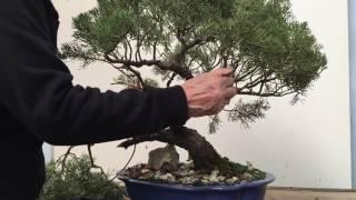 Styling and repotting an old Juniper bonsai tree  Peter Chan