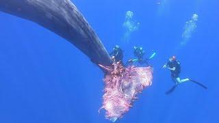 Fury the sperm whale caught in fishing nets near Sicily amazing rescue