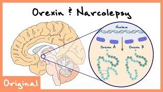 OrexinHypocretin Role In Sleep And Narcolepsy Explained Sleep Neuroscience  Originals