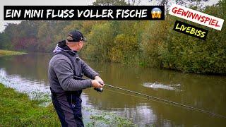 Ein MINI FLUSS voller FISCHE   spontan auf Raubfisch + GEWINNSPIEL + #livebiss