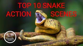 TOP 10 wild snake scenes THE BEST SNAKE ACTION snake hunt snake fight