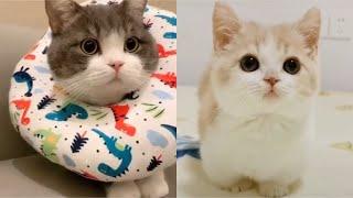 Kucing Lucu Banget Gak Tahan Tik Tok Kucing Lucu Terbaru 2020 #Part 1