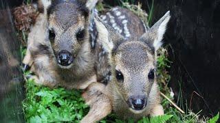 Reh Kitz Rettung & Aufzucht  Mutter TOT - Jagdkrone