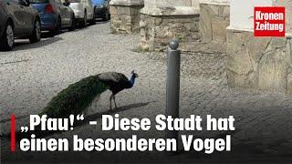 „Pfau“ – Diese Stadt hat einen besonderen Vogel  krone.tv NEWS