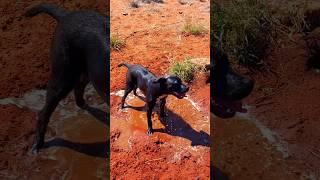 Amstaff fun  #amstaff #staffy #australia #dogshorts #dogs #northernterritory #puppies #puppylife