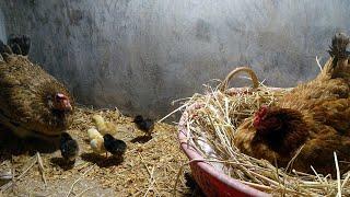 Two Broody Hen Hatching One by One