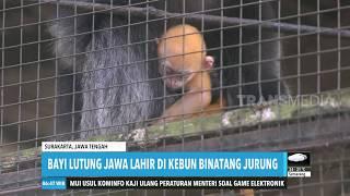 Bayi Lutung Jawa Lahir di Kebun Binatang Jurung