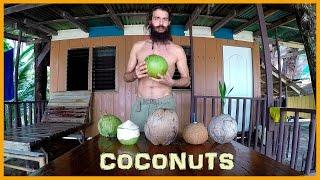 LEARN ABOUT THE STAGES OF THE COCONUT FROM YOUNG TO MATURE TO SPROUTED