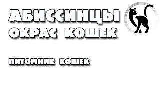 Какие бывают окрасы абиссинцев? Абиссинские кошки