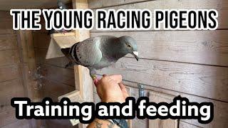 The young Racing pigeons  Training and feeding  Racing pigeons 