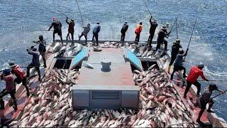 Fastest Tuna Fishing Catch And Processes Millions of Giant Tuna in the Factory