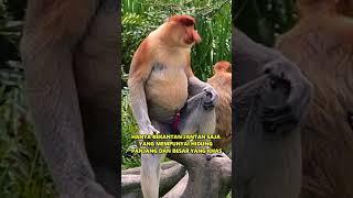 Bekantan  Salah Satu Monyet Terbesar Di Asia