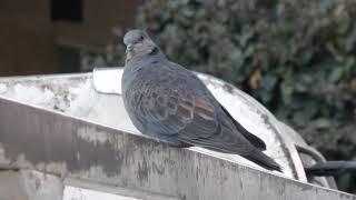 Dusky Turtle Dove Streptopelia lugens Addis Abeba Ethiopia 3 Jan 2015