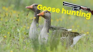 Gåsejakt Goose hunting