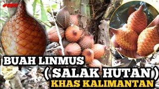 YO IKI BUAH LINMUS  SALAK HUTAN KALIMANTAN 