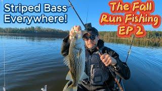 Fall Run Striped Bass Fishing The Bite Is Hot