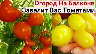 Внимание Раскрываю Секрет Как УВЕЛИЧИТЬ Урожайность В НЕСКОЛЬКО РАЗ в Вашем Огороде На Балконе